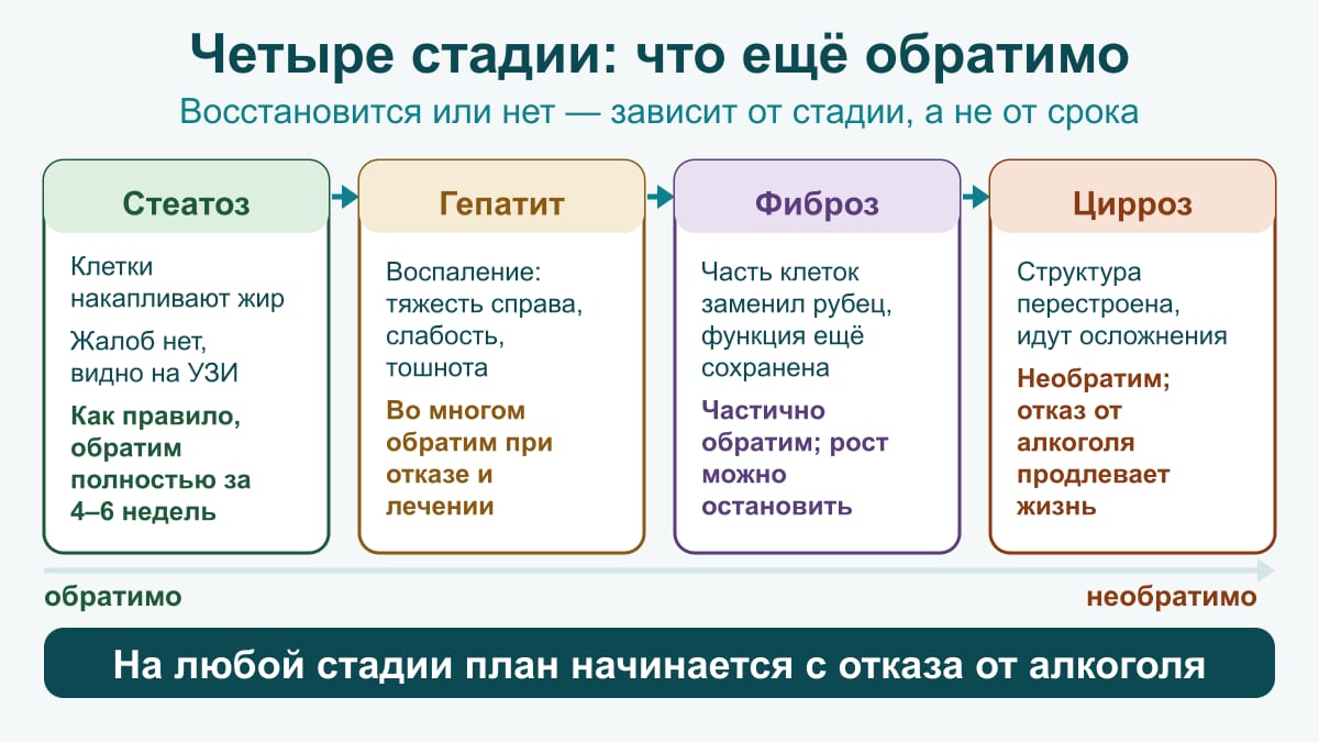 Схема четырёх стадий: стеатоз, как правило, обратим полностью, гепатит — во многом, фиброз — частично, цирроз необратим